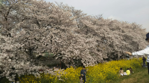 熊谷桜堤2017